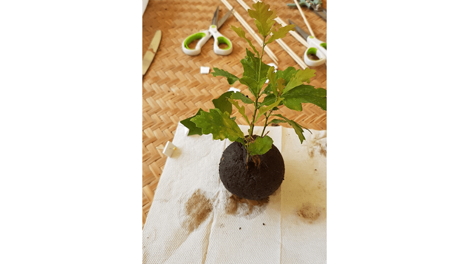 Escapades nature : atelier Kokedama et bombes à graines 