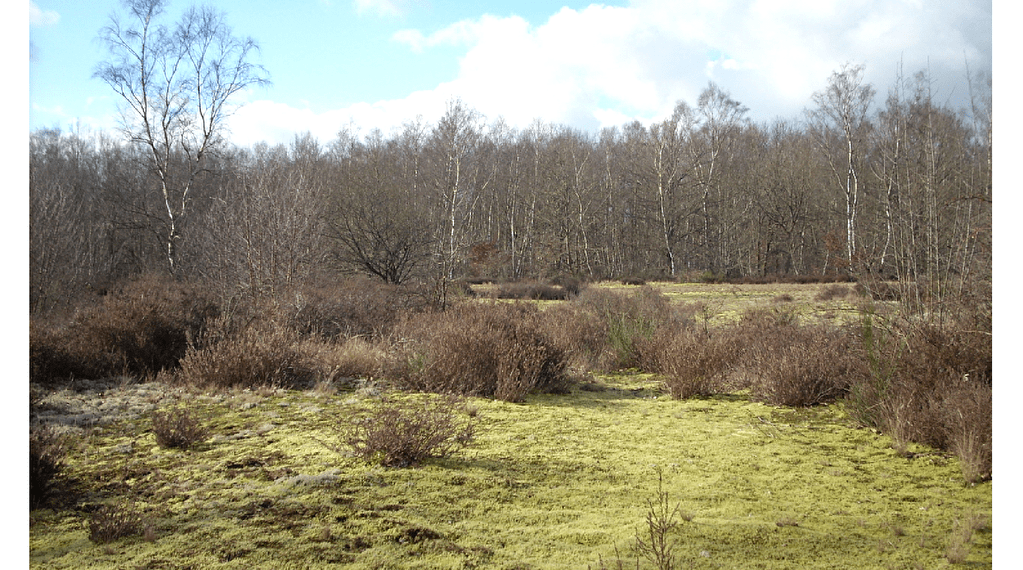 Escapades nature : "Promenade sensorielle au site des Charmes"