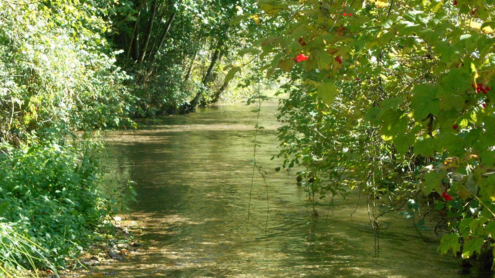 Balades naturalistes sur la nappe de Dijon Sud et de la Cent Fonts - Parcours 1 (Fénay-Saulon-la-Rue) - ENS2025