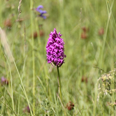 Sortie Nature : Sauvages orchidées Samedi 24 mai 2025