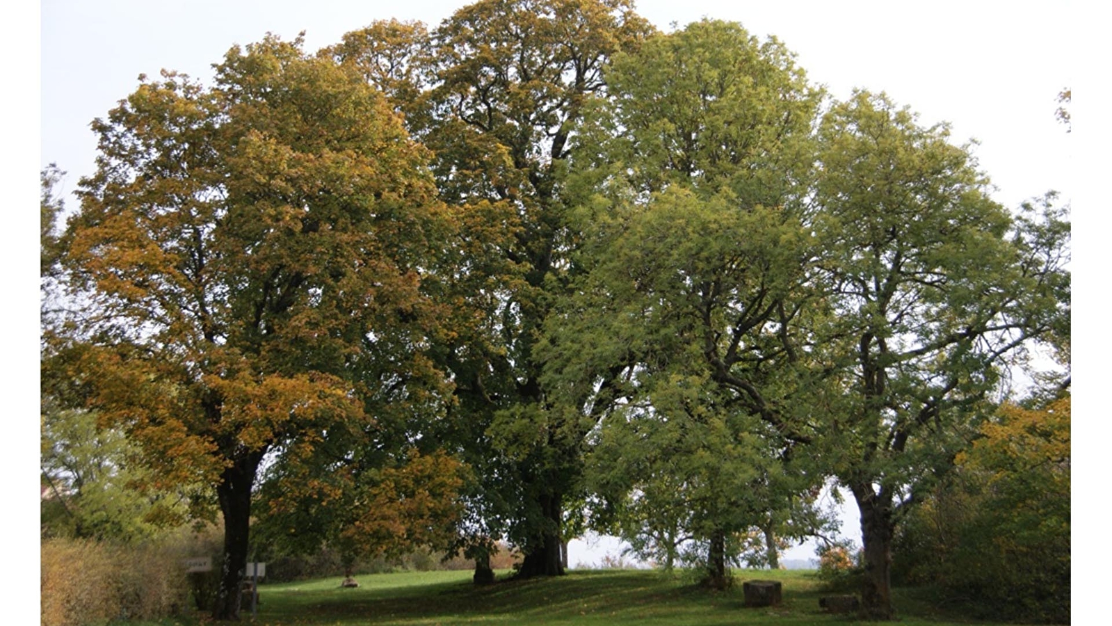 Chemin du Tilia