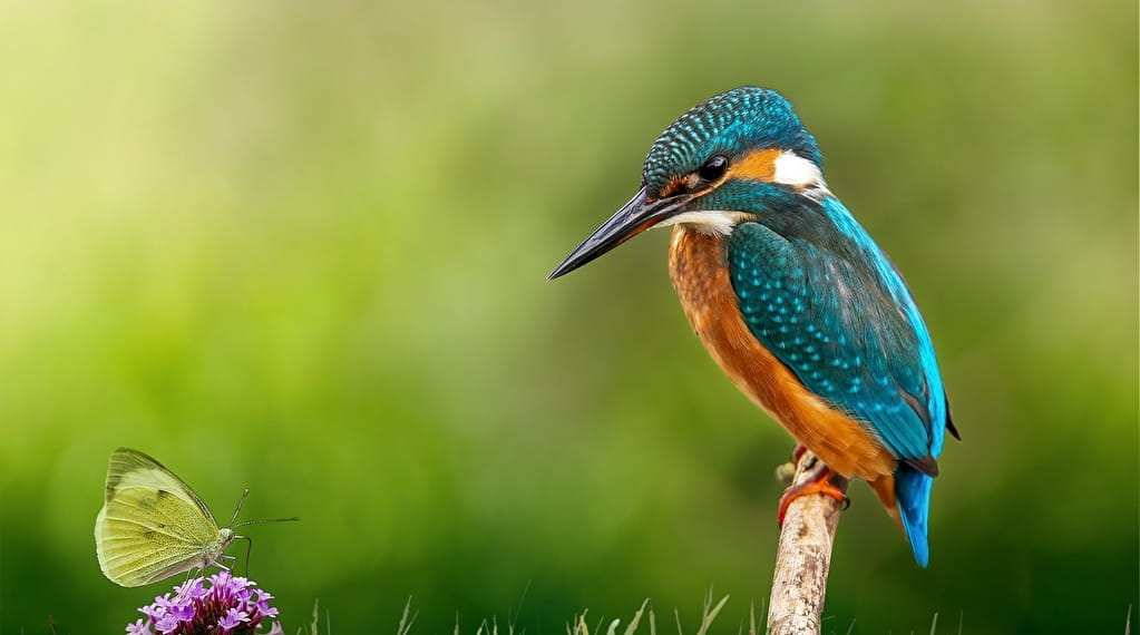 Exposition : Oiseaux et insectes Du 1 janv au 31 déc 2024