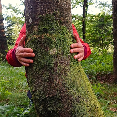 Forêt En Tous Sens