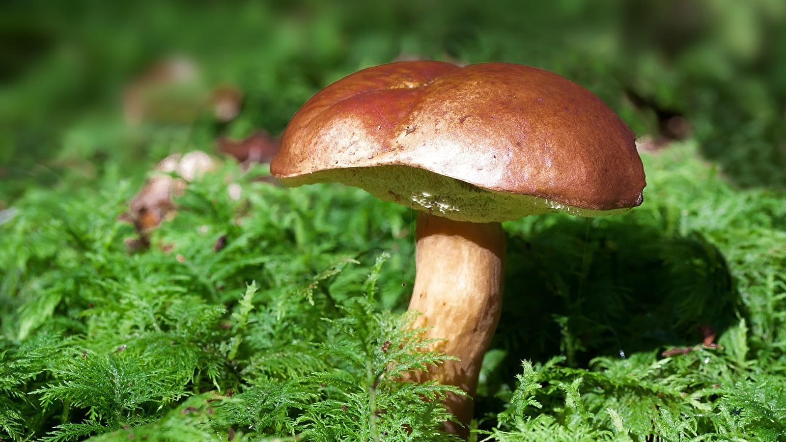 Journées du Champignon