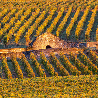 Chemins de Bourgogne - Journée en Côte de Beaune et Côte de Nuits