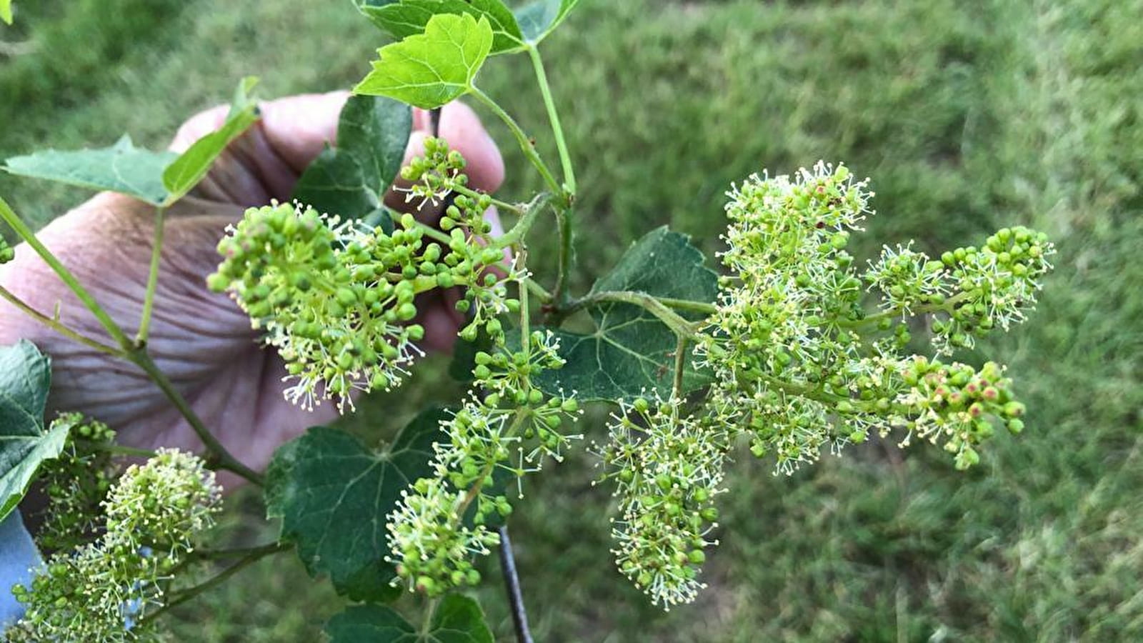 Les mystères d’une plante millénaire - Domaine Clos Saint Jean !