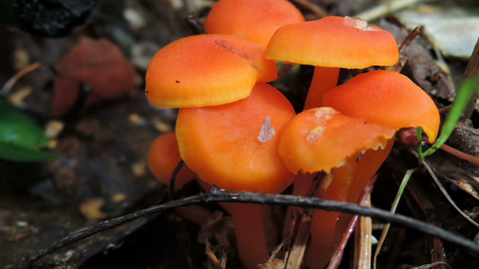 Atelier de détermination de champignons