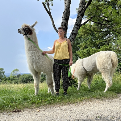 Balade avec les lamas