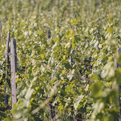 Domaine Jérôme Massé