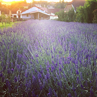 Domaine de la Mance - Gîte 8 personnes