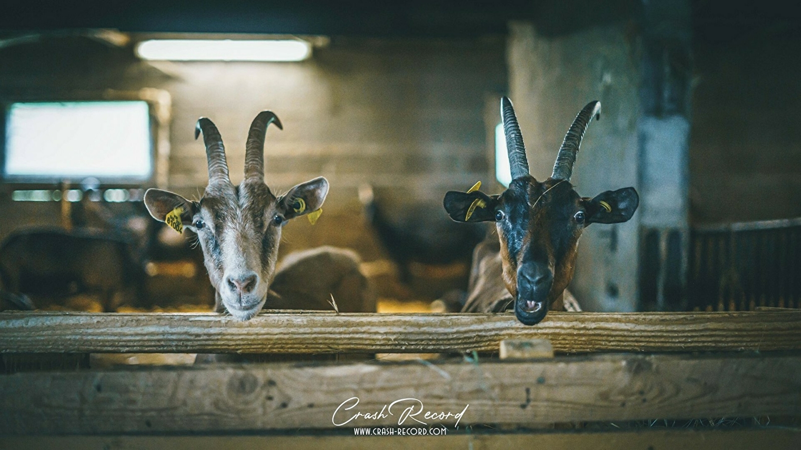 SCEA La Ferme de la Petite Forêt