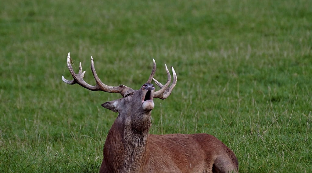 Sortie nature : Brame du cerf à la lanterne