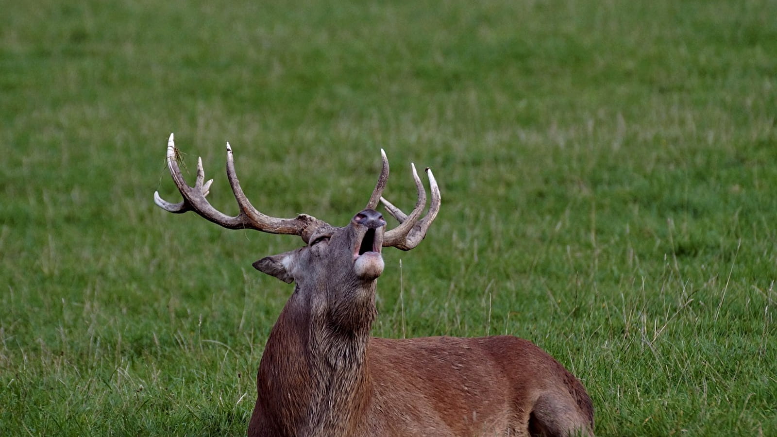 Sortie nature : Brame du cerf à la lanterne