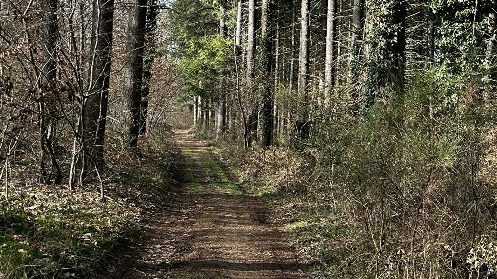 Balade Verte - La promenade de l'Ermite (MSJ 2)