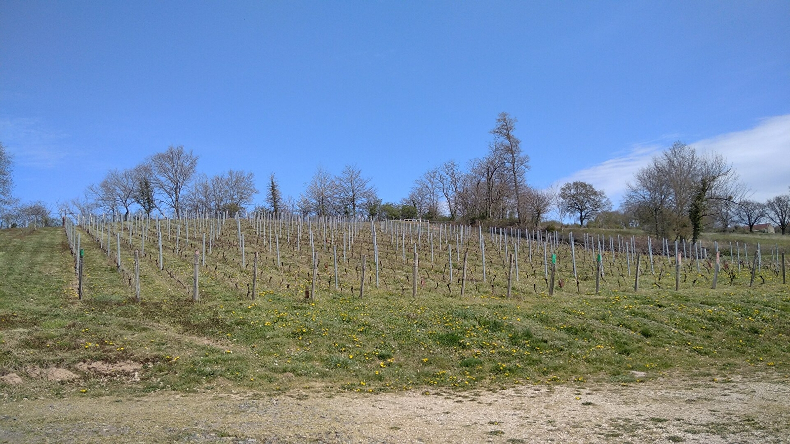 SAINT-BONNET-DE-VIEILLE-VIGNE