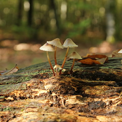 Sortie nature 'Quand le vivant nous inspire : le biomimétisme'  