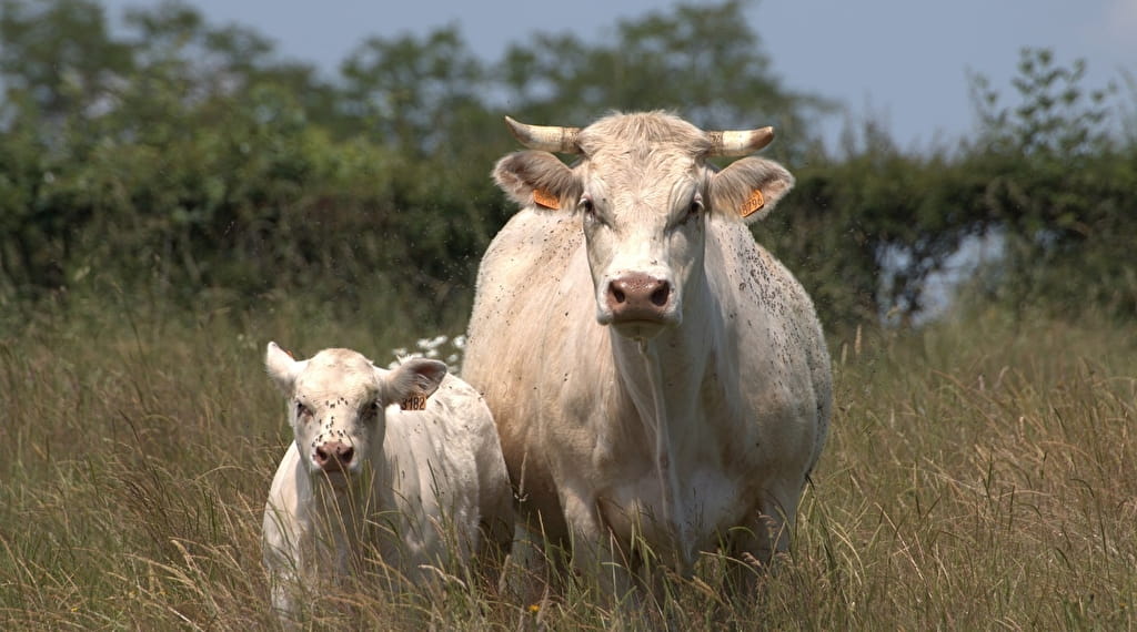 Foire-Concours aux bovins Le 19 oct 2024