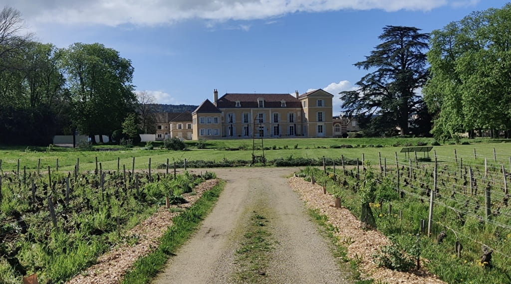 Château de Meursault - Dégustation "Vente des Vins" - 2024