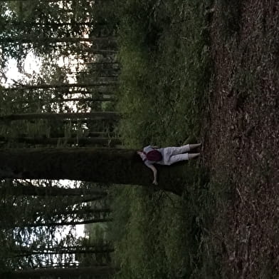 Bains de forêt nocturne