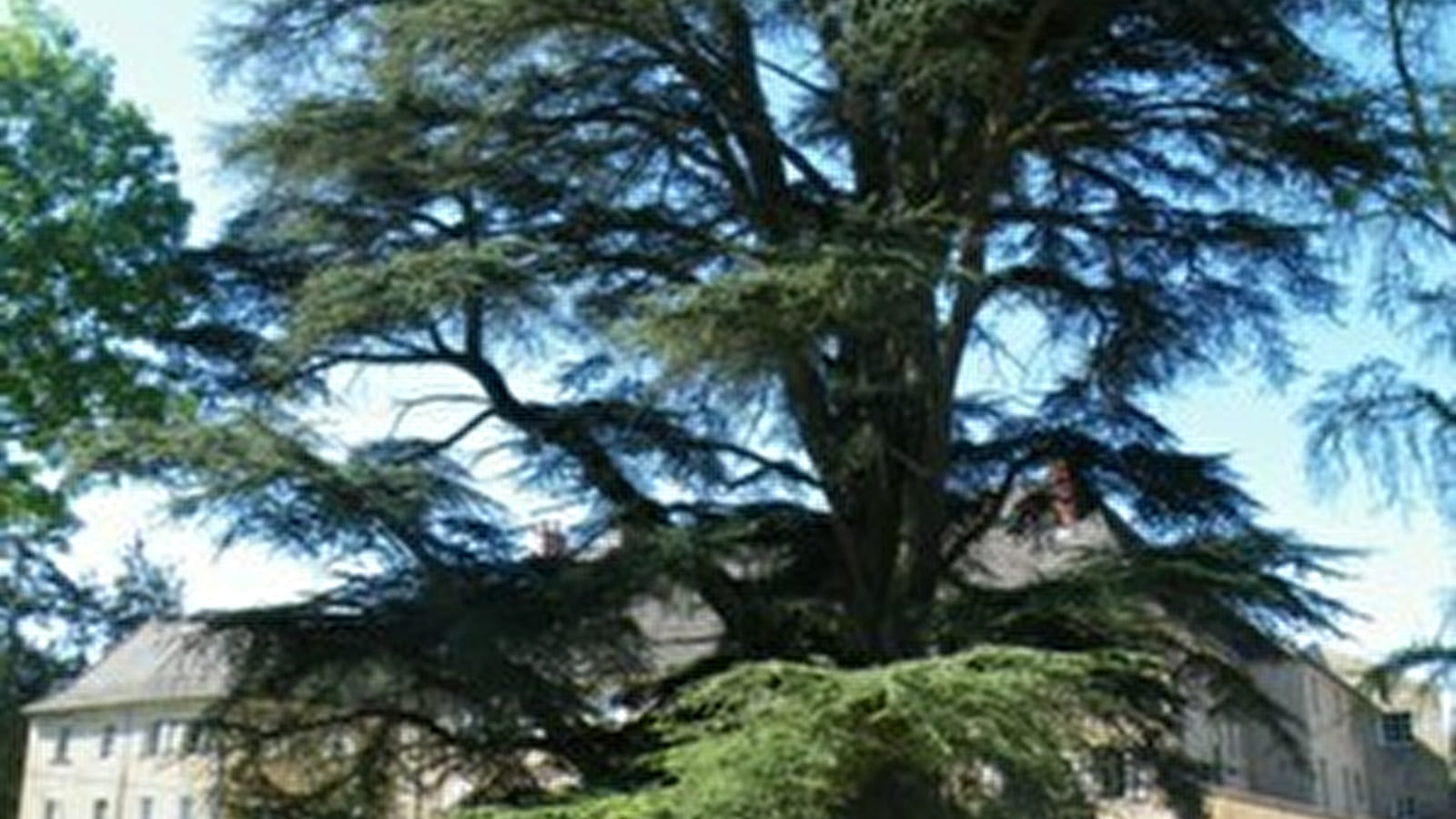 Journées du Patrimoine Parcours des arbres remarquables 