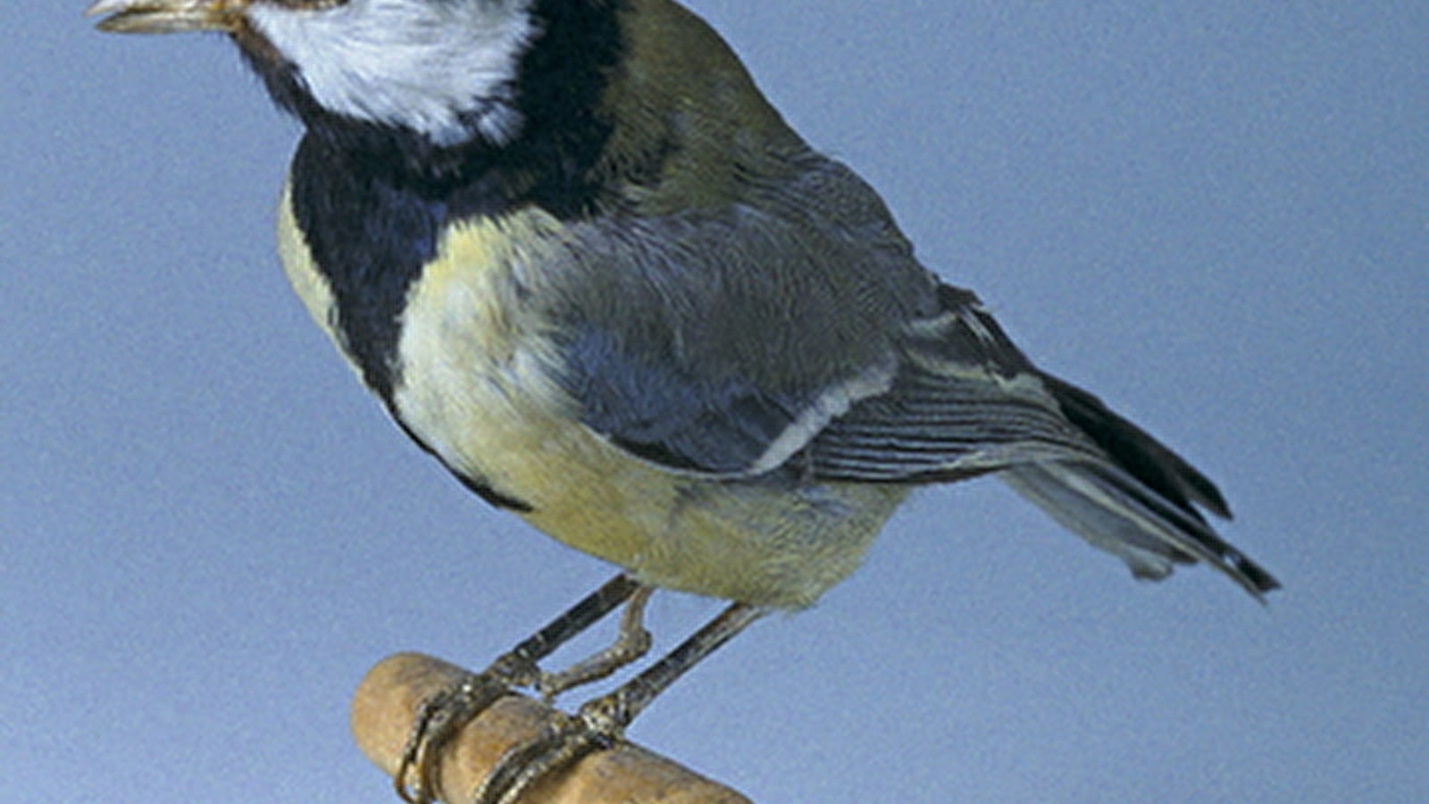 La symbolique des oiseaux - Journées européennes du Patrimoine