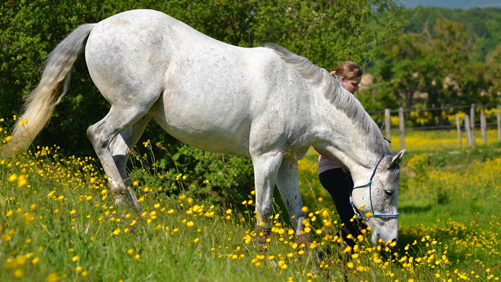 Découverte sensorielle du cheval - Spéciale familles