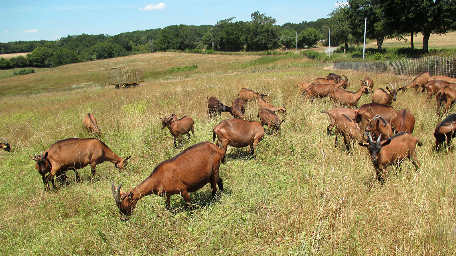 Visite de la Chèvrerie Bauduron