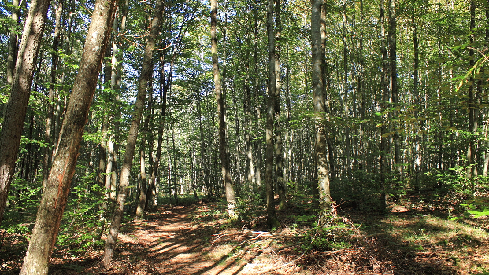 Bains de forêt Du 24 mars au 28 sept 2024